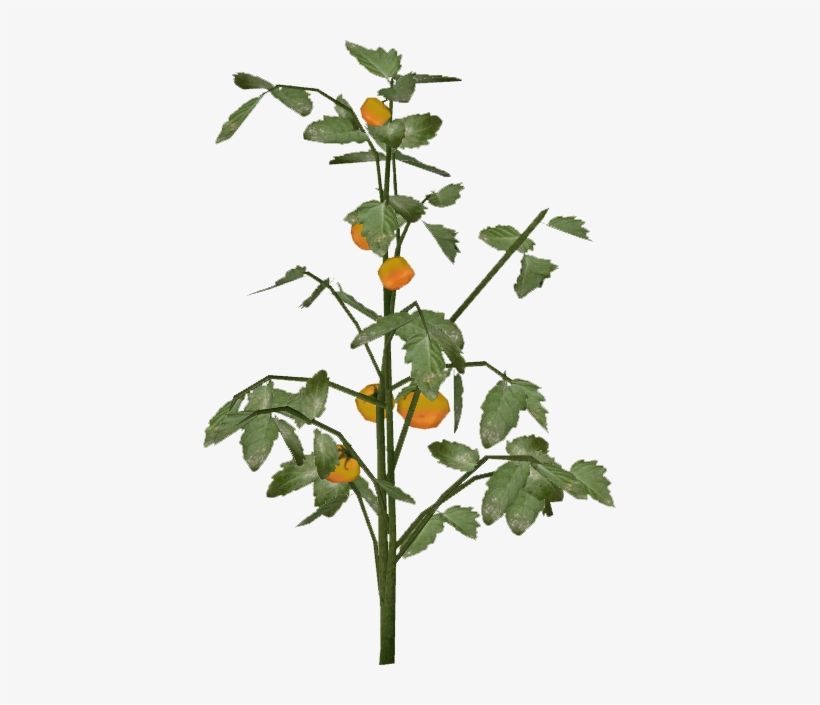 Tomato Slice - English Marigold, transparent png #1531139