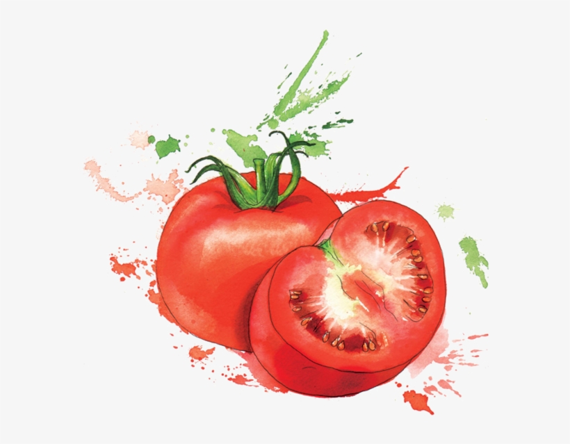 Tomato Drawing Watercolor - Georgina Luck Artwork Fruit, transparent png #1531168