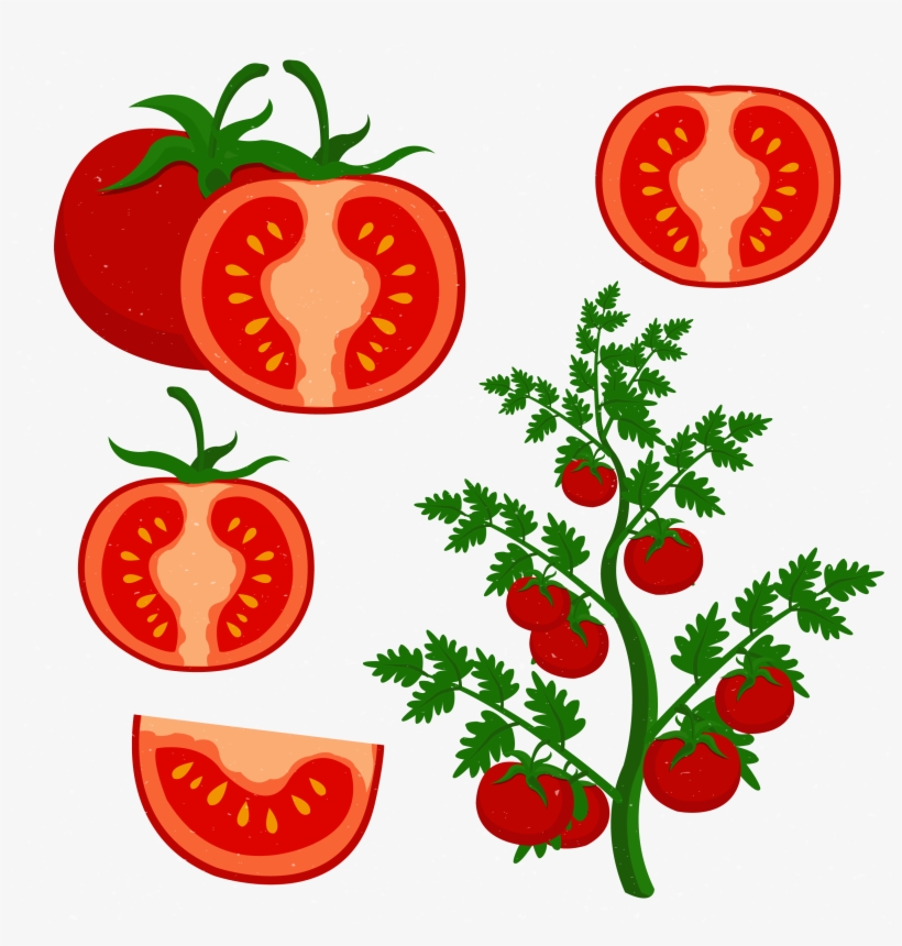 Clip Art Freeuse Cherry Tomato Clip Art Grow Tomatoes, transparent png #1531293