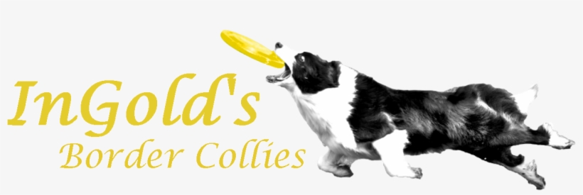Ingold's Border Collies - Qi Gong: Les 28 Pétales Du Lotus [book], transparent png #1531696
