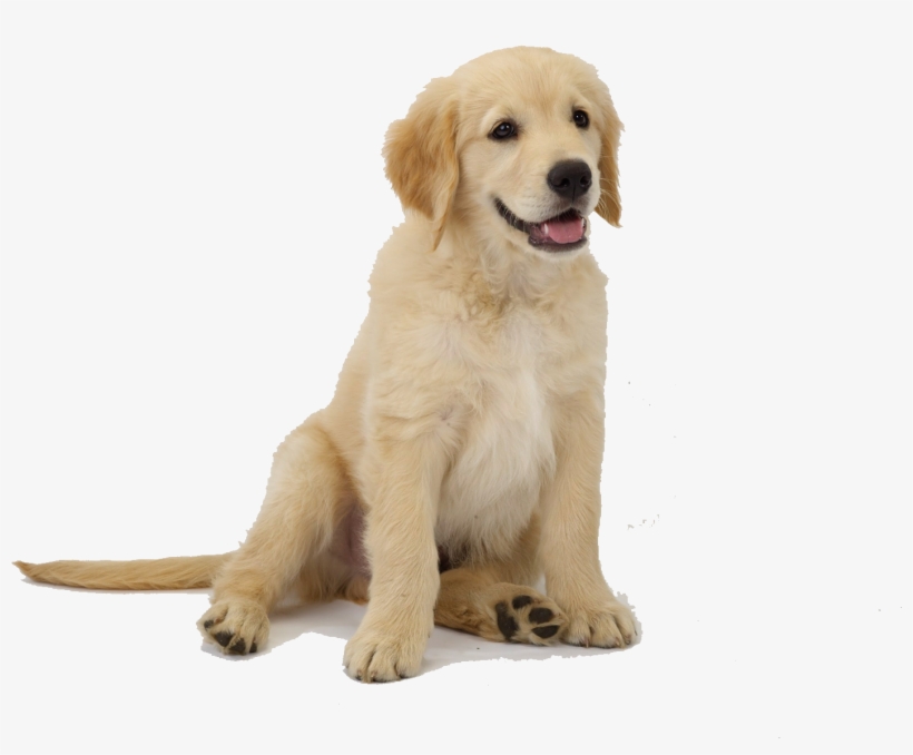 Perro Png - Golden Retriever Puppy Png, transparent png #1532436