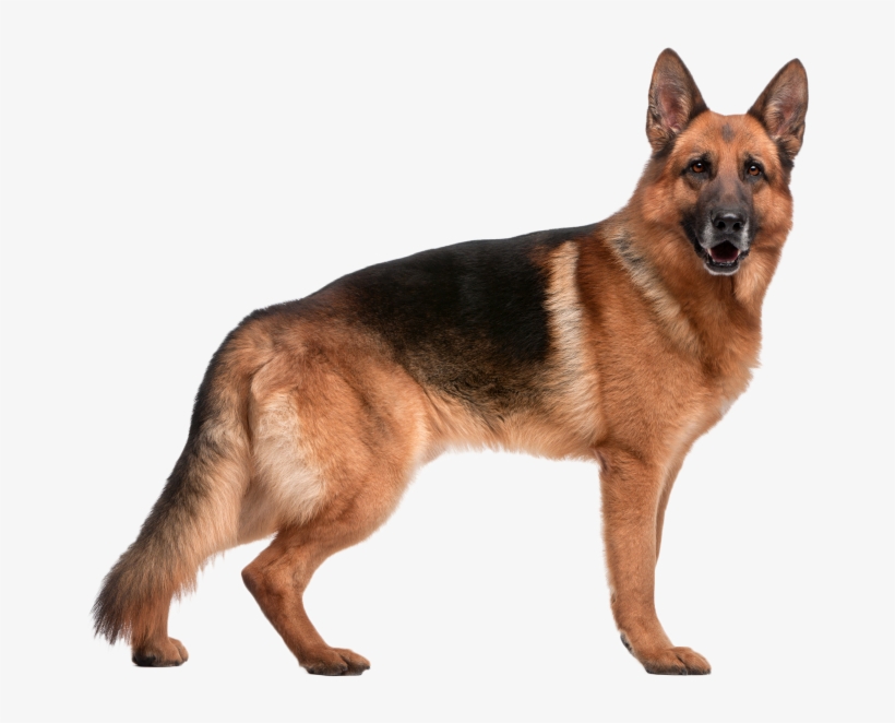 Perro Animales - German Shepherd Dog, transparent png #1532707