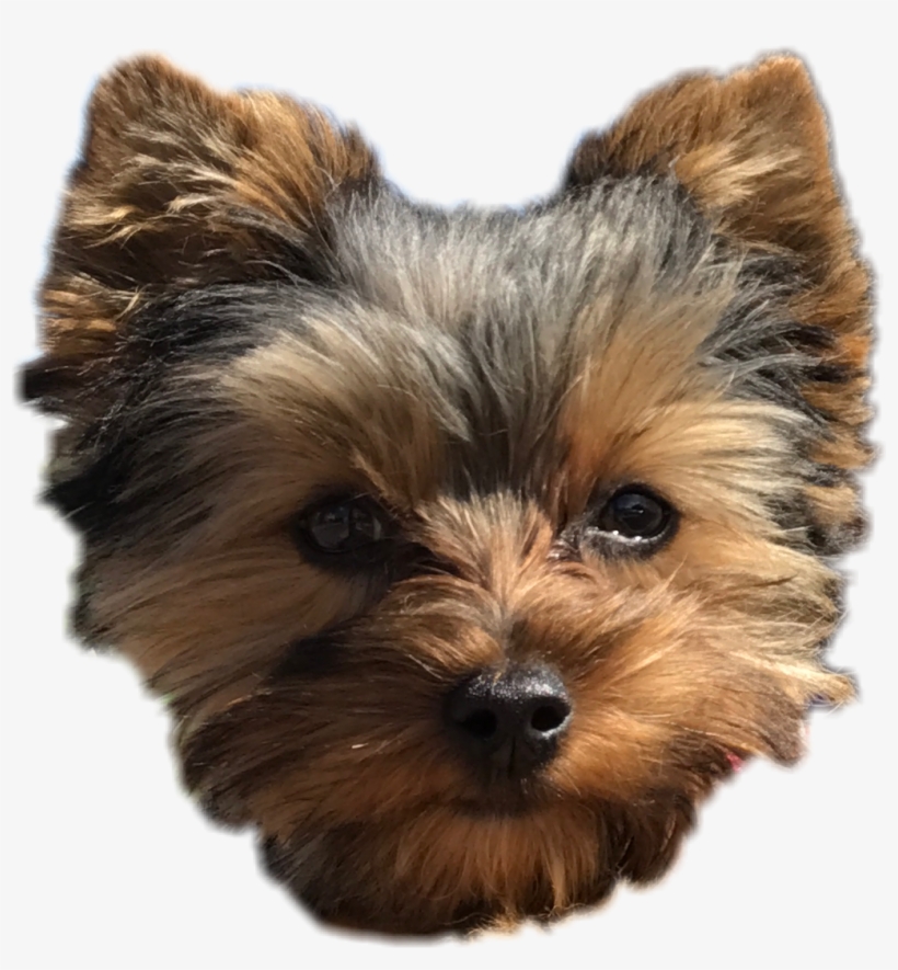 Pepper Dog Cute Puppy Yorkie Perro Freetoedit Png Download, transparent png #1532752