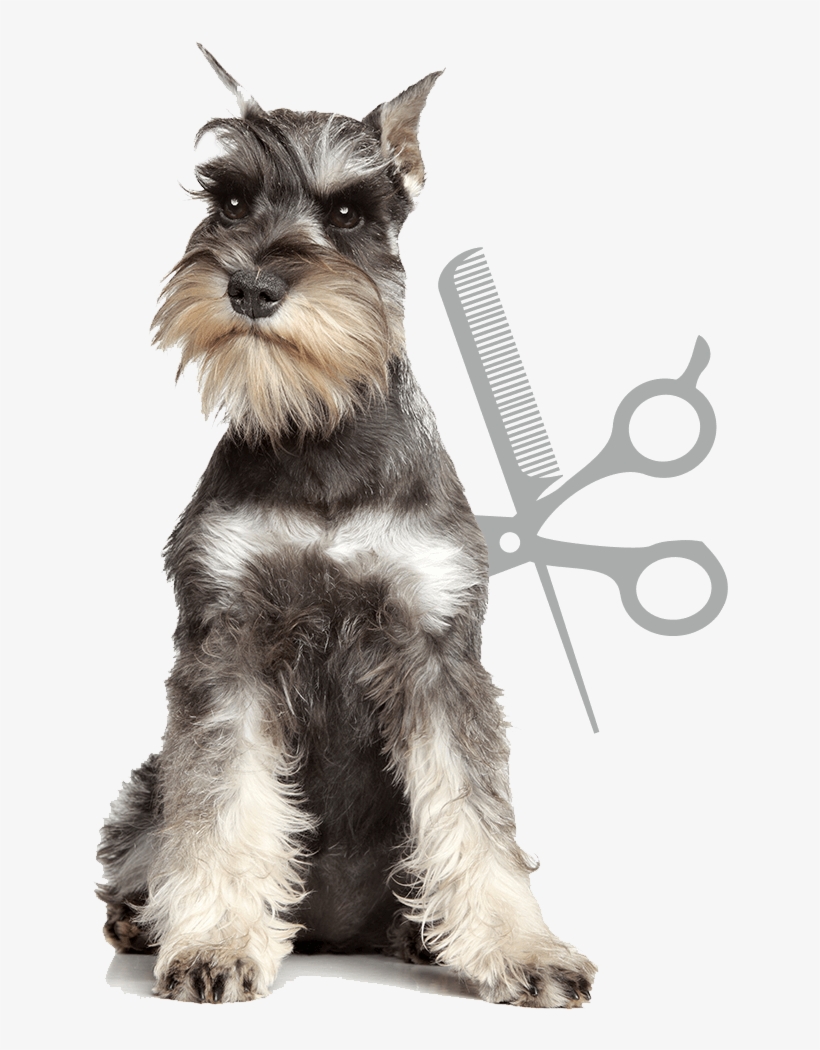 Artículos Para Mascotas - Grupos De Perros De Distintas Razas, transparent png #1532861