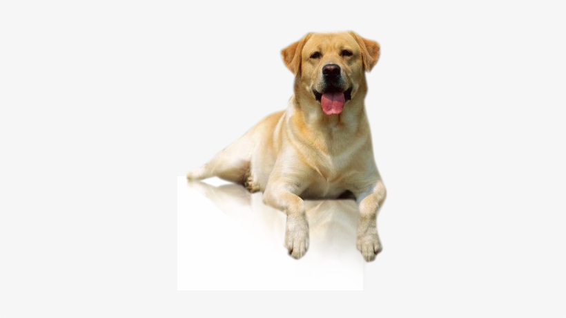 Com/2012/11/imagenes Perro Labrador Png - Perro Labrador Adulto Png, transparent png #1532930