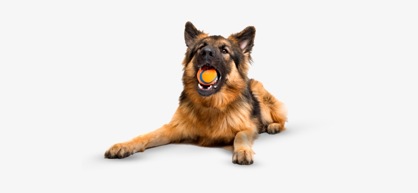 Gato Perro - Wallmonkeys Wm359950 German Shepherd Chewing An Orange, transparent png #1533215