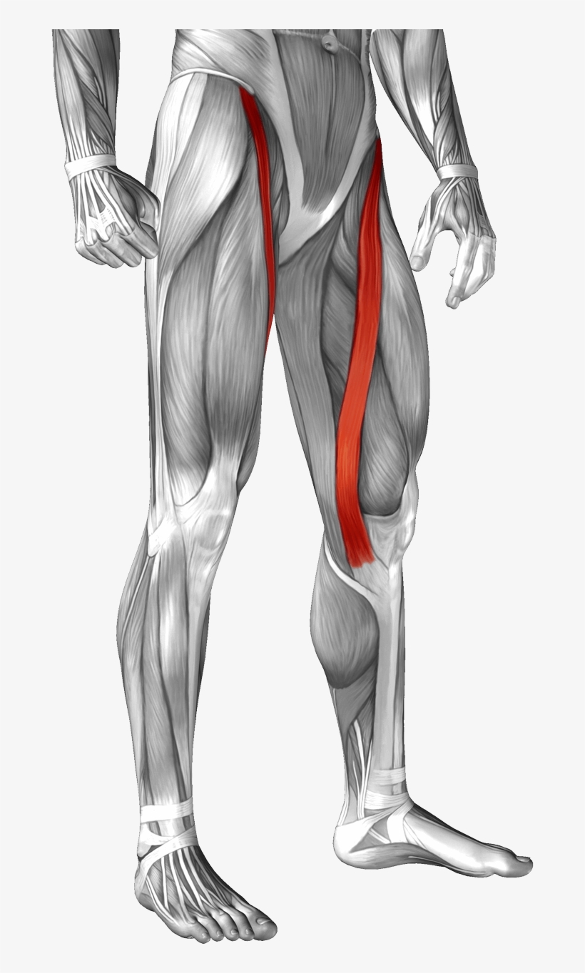 Location - Sartorius Muscle, transparent png #1533534