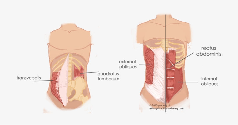 Torso Muscles 2 - Internal Oblique Quadratus Lumborum, transparent png #1533624