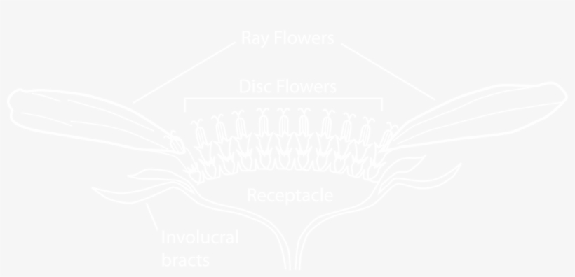 White Flower Petals Png Download - White Audi Logo Transparent, transparent png #1533648