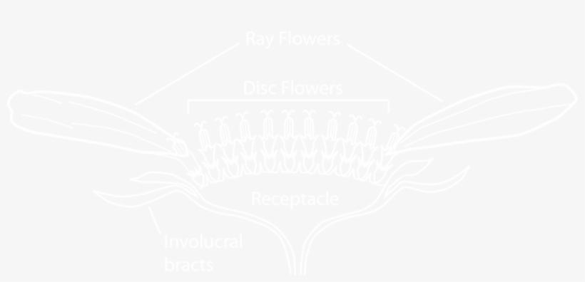 White Flower Petals Png Download - White Audi Logo Transparent, transparent png #1533648