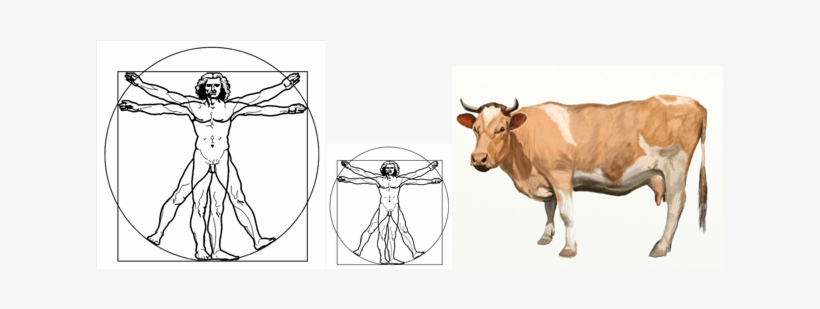 Vitruvian Men & Cow-1 - Drawing, transparent png #1533701