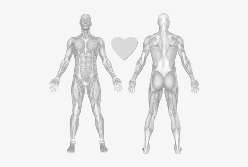 Exercises And Muscles, transparent png #1533729