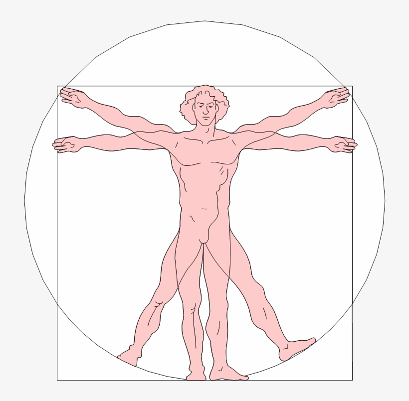 Leonardo Da Vinci Vitruvian Man Activity For Kids - Vitruvian Man, transparent png #1533730