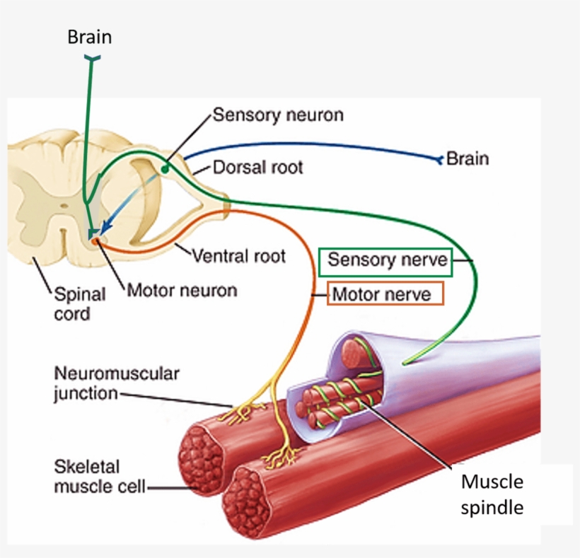 Nerve Supply Of Skeletal Muscle, transparent png #1533955