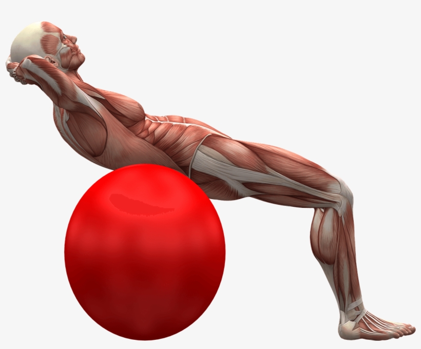 Elasticidad De Los Músculos, transparent png #1534059