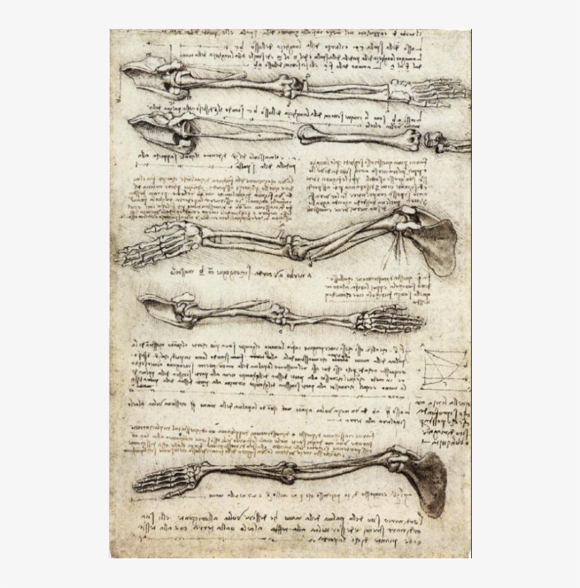 Leonardo Da Vinci Famous Sketch, transparent png #1534445