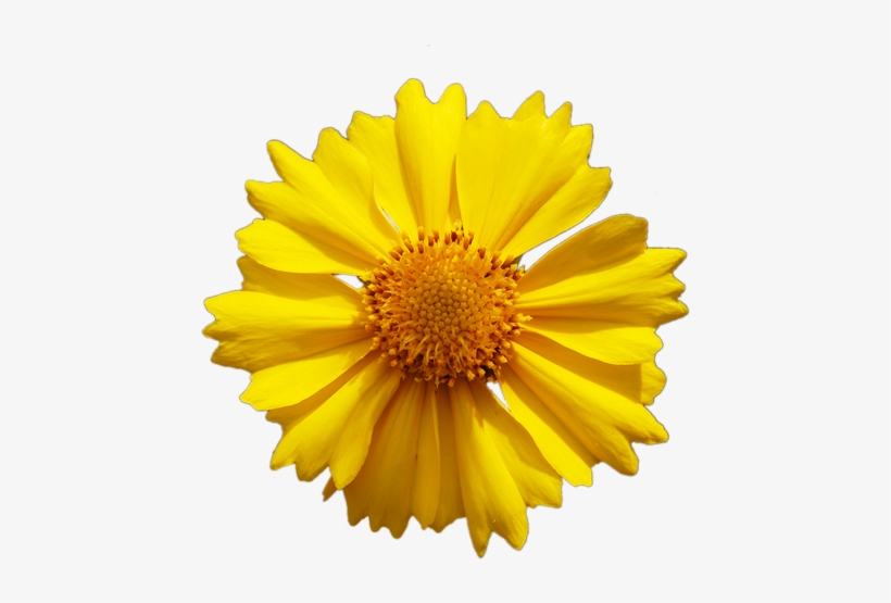 Yellow Flower Png - Yellow Daisy Flower Vector, transparent png #1534914
