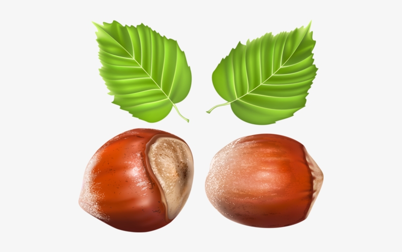 Graphic Freeuse Download Vegetables Fruits Herbs And - Chestnut, transparent png #1535147