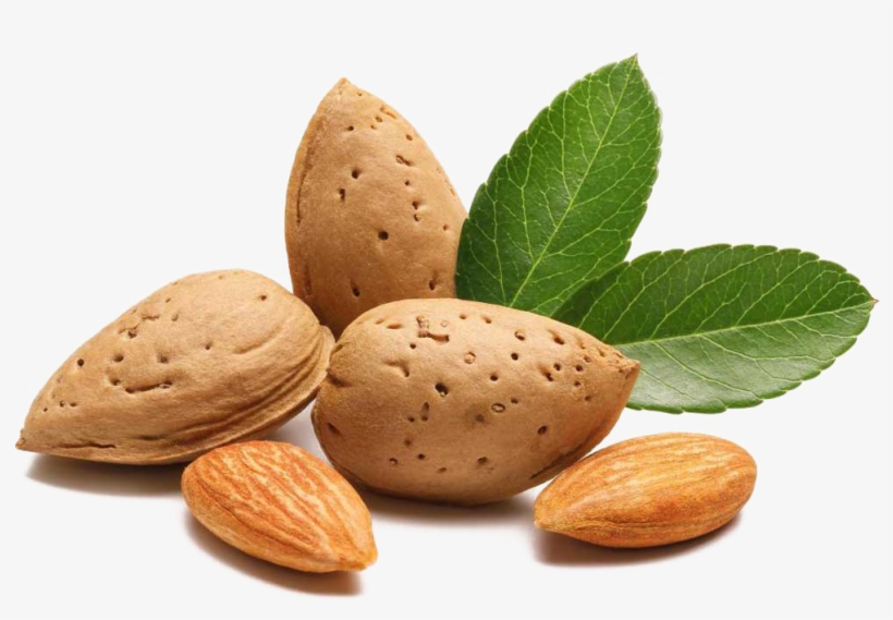 Almond Clipart File - 100% Natural Sweet Almond Oil 16 Oz. Cold Pressed For, transparent png #1535219