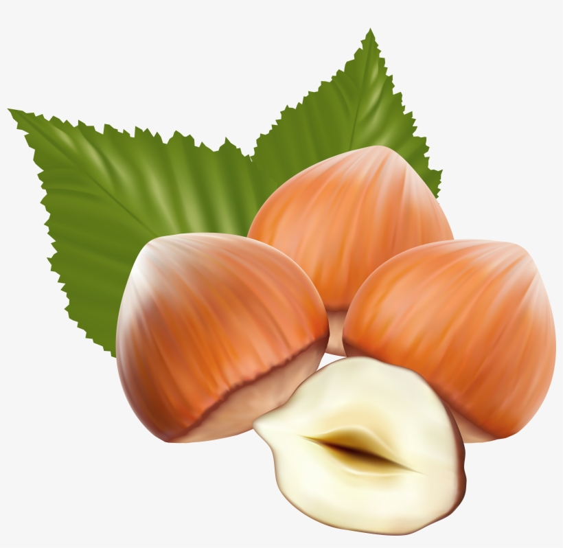 Hazelnut Clipart, transparent png #1535279