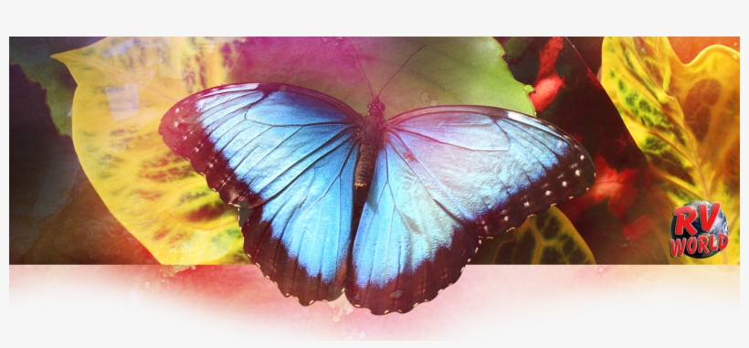 Butterflies Are Beautiful And Whimsical Creatures That - Blue, transparent png #1535410