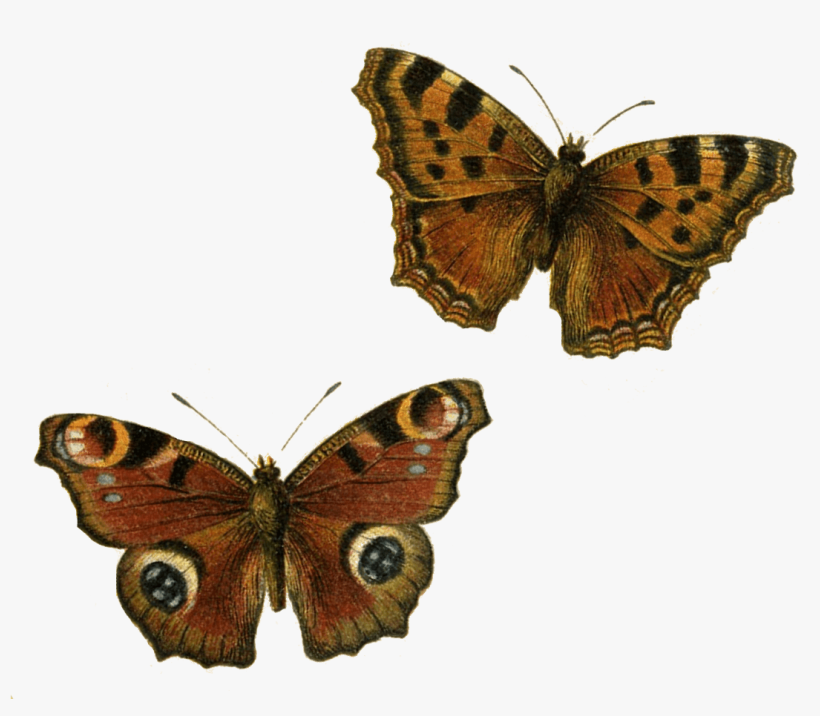 Brown Butterflies - Brown Butterfly Png, transparent png #1535584
