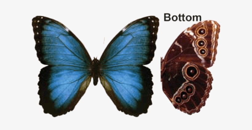 Butterfly House At Put In Bay - Blue Morpho Butterfly Transparent, transparent png #1535655