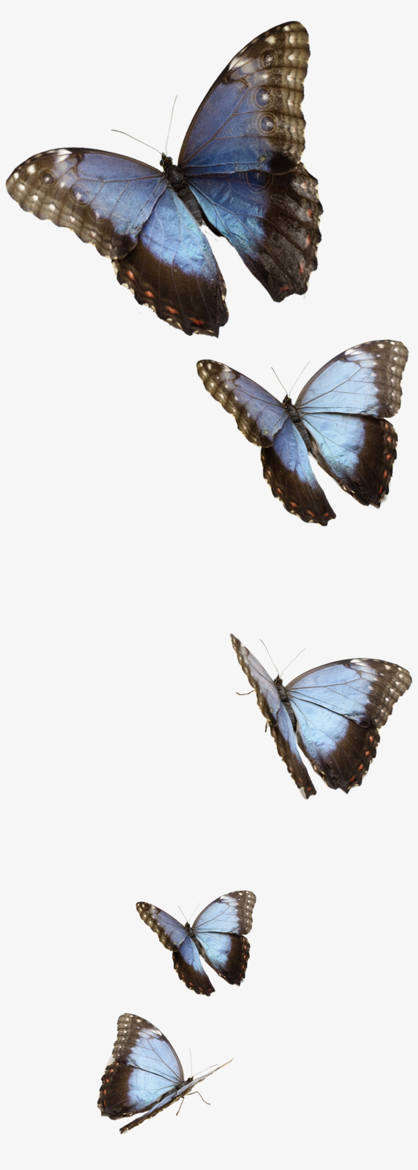 Gallery - Small Blue Butterflies Png, transparent png #1535678