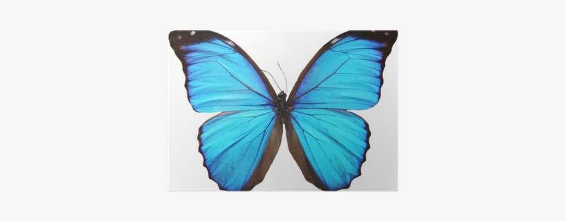 Green Butterfly, transparent png #1535819