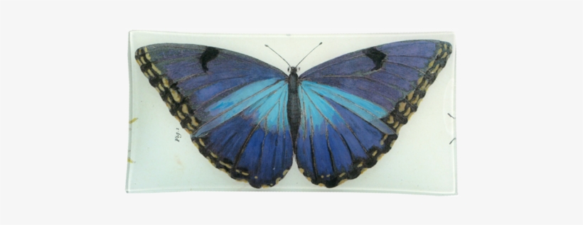 Blue Butterfly Blue Butterfly - Butterfly, transparent png #1535947