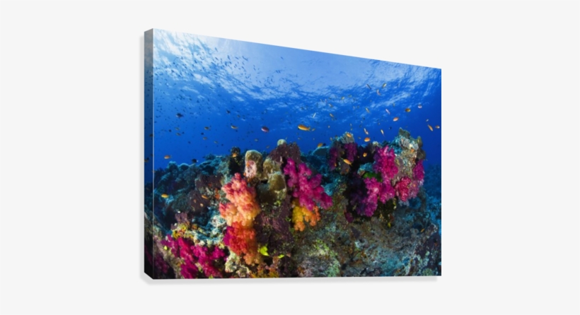 Soft Corals On Shallow Reef, Fiji Canvas Print - Posterazzi Soft Corals On Shallow Reef Fiji Posterprint, transparent png #1536244