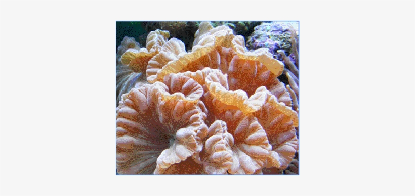 Coral, transparent png #1536325