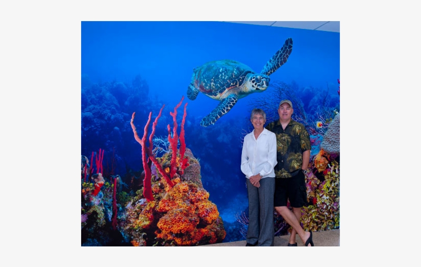 A Closer Look At This Section With Cathy And Charles - Hawksbill Sea Turtle, transparent png #1536775