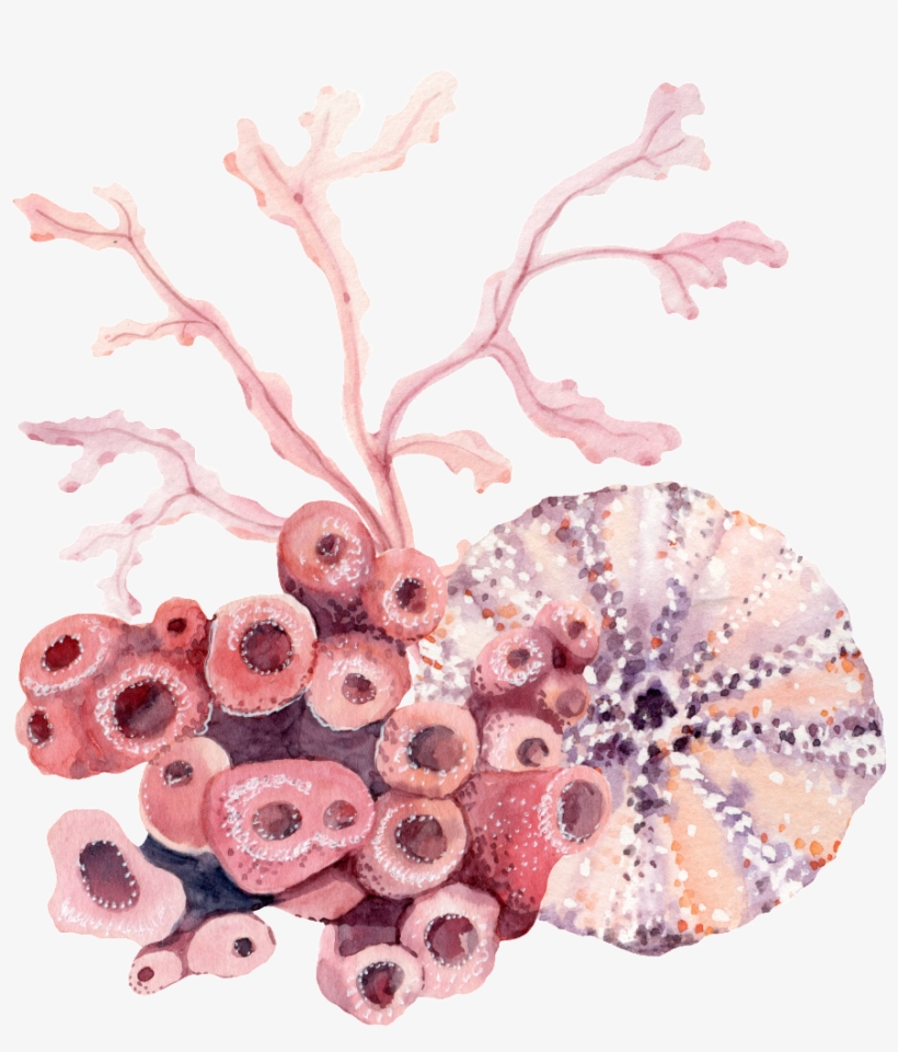 Hand Painted Exotic Coral Png Transparent, transparent png #1536808