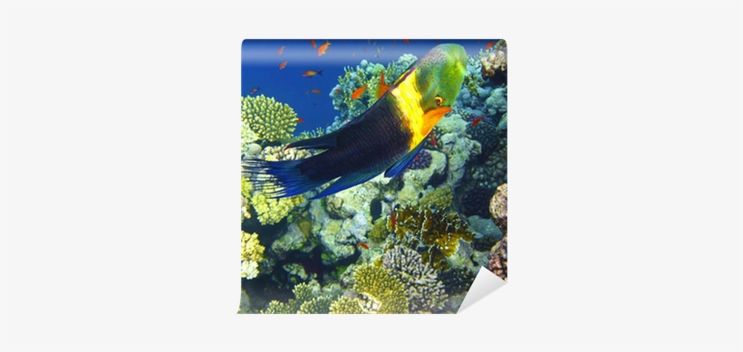 Coral Reef, transparent png #1536907