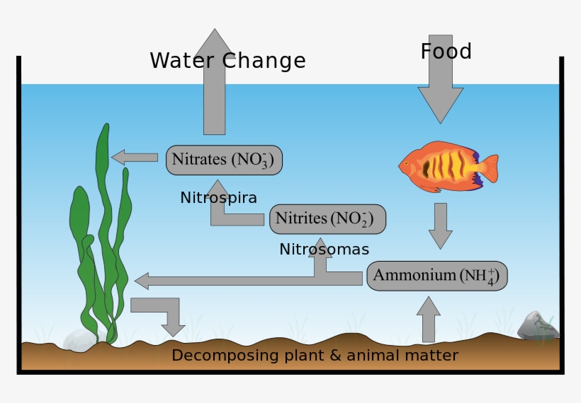 Cycles Of Matter - Aquatic Nitrogen Cycle Diagram, transparent png #1537113