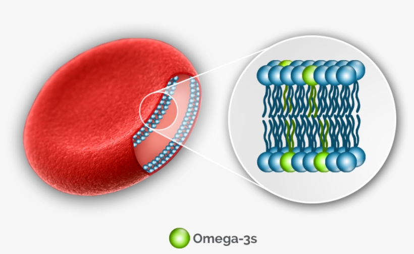 The Omega-3 Index Has Been Linked To Improved - Omega 3 Red Blood Cells, transparent png #1537283