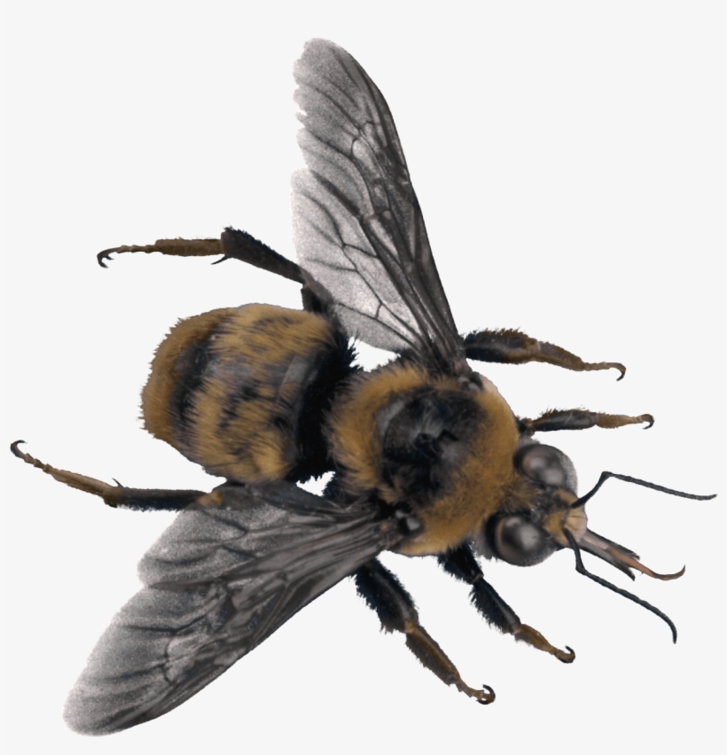 Bee Top - Bee On Transparent Background, transparent png #1537368