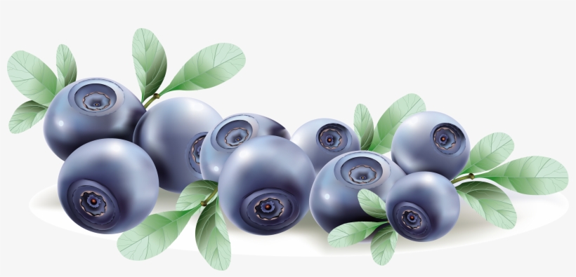 Go To Image - Blueberry Vector, transparent png #1537575