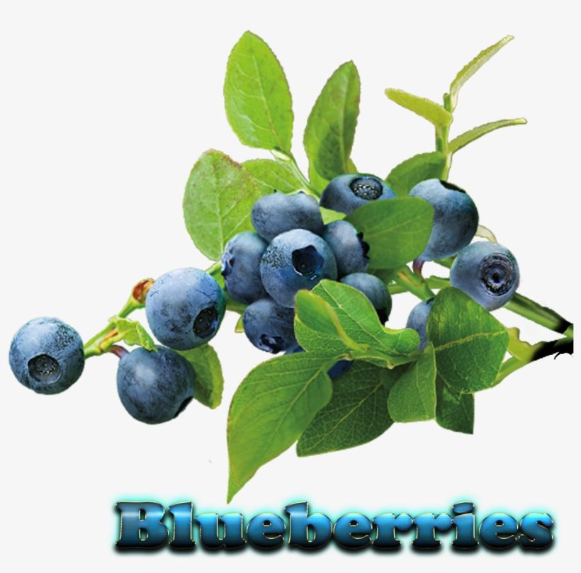 Blueberry Plant Png, transparent png #1537579