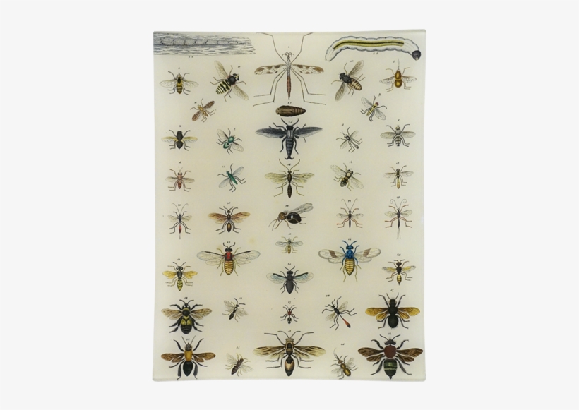 Bees, Wasps - Cavallini Natural History Insects, transparent png #1537604
