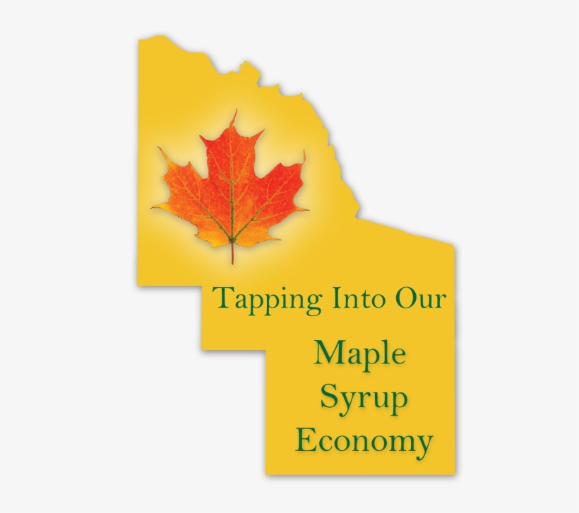 Developing Commercial Maple Syrup Production In And - Autumn, transparent png #1538644