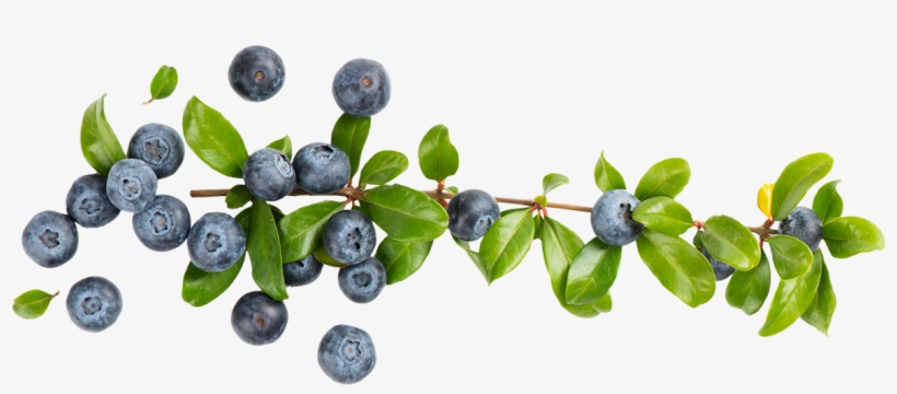 Blueberries - Bucket Of Blueberries Transparent, transparent png #1538875