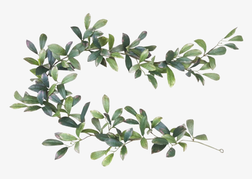 Leaf Bay Garland Tree - Leaf Laurel Png, transparent png #1538911