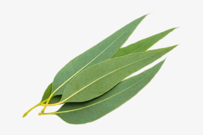 Eucalyptus Leaves - Eucalyptus Leaf, transparent png #1538992