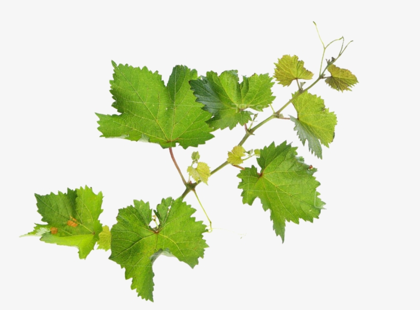 What Is Organic Agriculture - Wine Leaves Png, transparent png #1539014