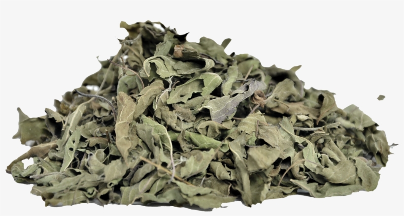 Basil Leaves Png Download - Holy Basil, transparent png #1539398