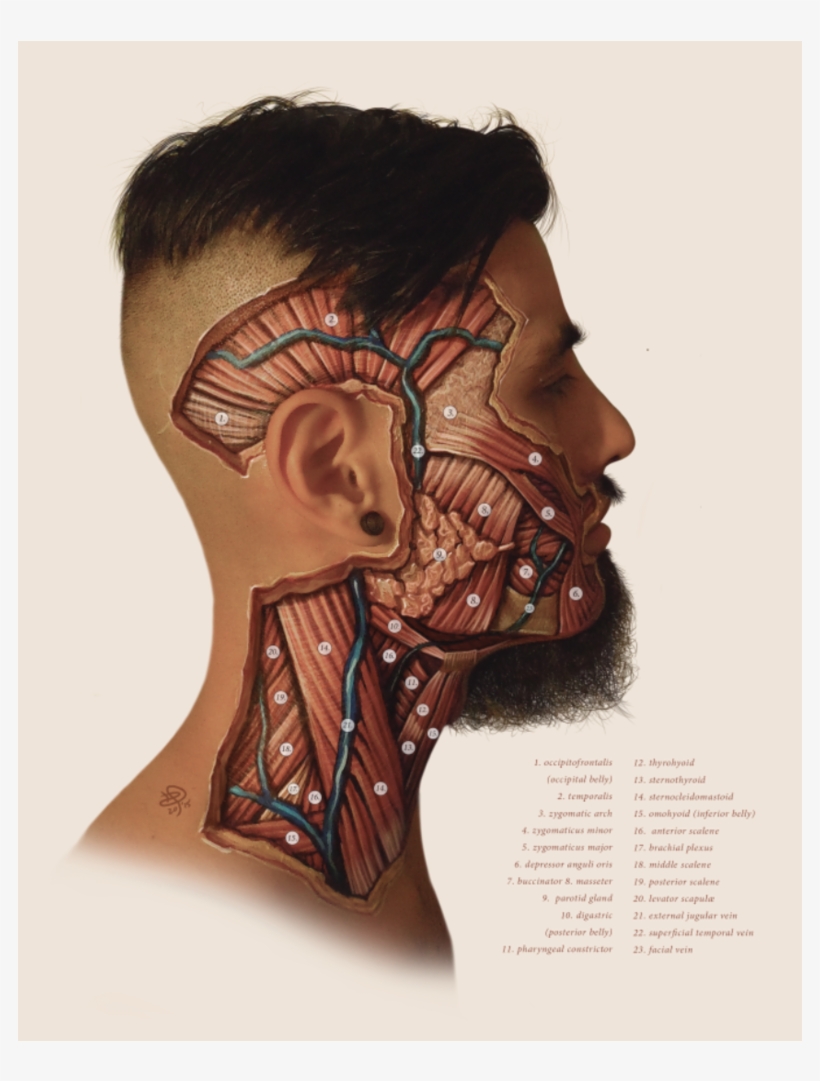 "facial Dissection" / © 2016 / Photograph Of Body Painting - Paint Anatomy Skin, transparent png #1539549