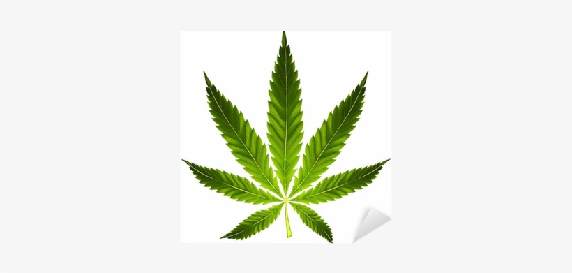 Pot Leaf, transparent png #1539896