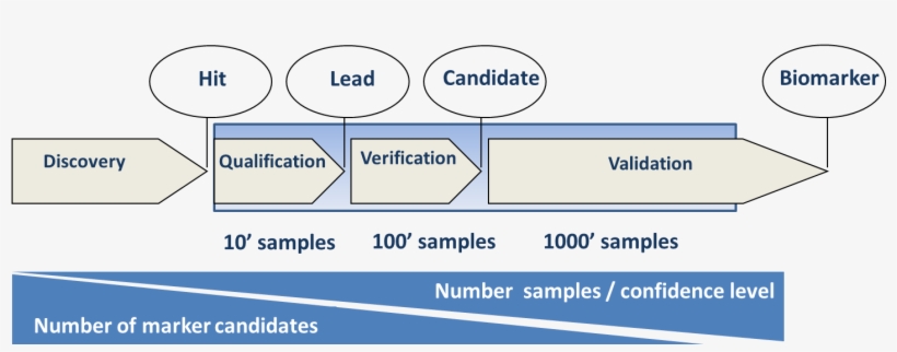 Biomarkers Stages - Merton Chamber Of Commerce, transparent png #1540239